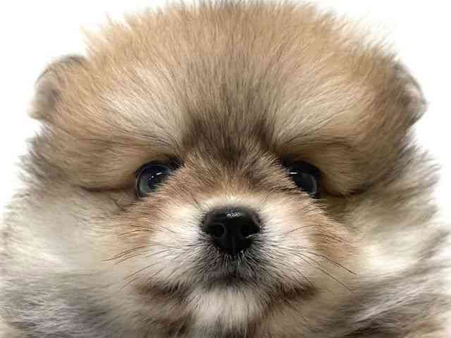 大阪府のポメラニアン (ひごペットフレンドリーイオン高槻店/2026年1月17日生まれ/女の子/オレンジセーブル)の子犬の1枚目の画像