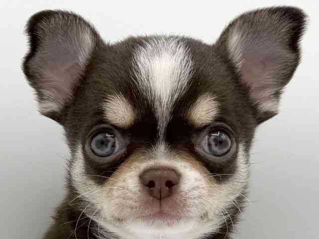 大阪府のチワワ(スムース) (ひごペットフレンドリーららぽーとEXPOCITY店/2026年1月18日生まれ/男の子/チョコレートクリームホワイト)の子犬の1枚目の画像