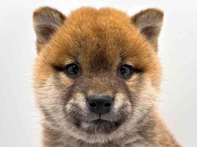 奈良県の柴犬(標準サイズ) (ひごペットフレンドリー田原本店/2026年1月16日生まれ/女の子/赤)の子犬の1枚目の画像