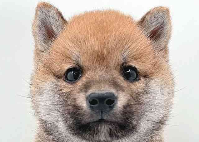島根県の柴犬(標準サイズ) (ひごペットフレンドリーイオン松江ショッピングセンター店/2026年1月18日生まれ/男の子/赤)の子犬の1枚目の画像