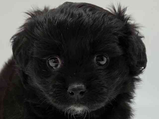 島根県のペキプー(ペキニーズ×プードル) (ひごペットフレンドリーイオンモール出雲店/2026年1月19日生まれ/女の子/ブラック)の子犬の1枚目の画像