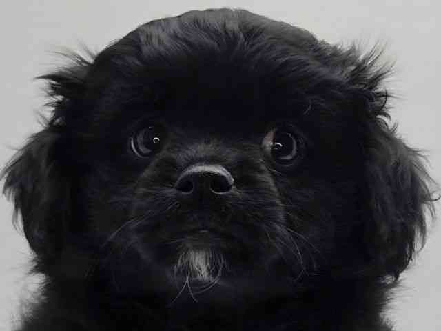 島根県のペキプー(ペキニーズ×プードル) (ひごペットフレンドリーイオンモール出雲店/2026年1月19日生まれ/女の子/ブラック)の子犬の1枚目の画像