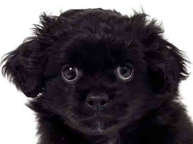 愛知県のペキプー(ペキニーズ×プードル) (ひごペットフレンドリーイトーヨーカドー知多店/2026年1月19日生まれ/男の子/ブラック)の子犬