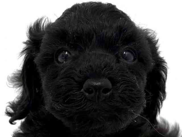 大阪府のトイプードル(トイ) (ひごペットフレンドリーベルファⅡ都島店/2026年1月17日生まれ/女の子/ブラック)の子犬の1枚目の画像