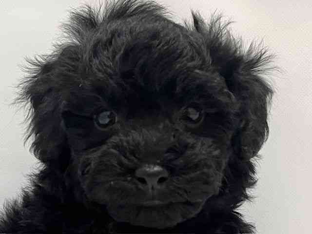 和歌山県のトイプードル(トイ) (ひごペットフレンドリーパームシティ和歌山店/2026年1月17日生まれ/女の子/ブラック)の子犬の1枚目の画像