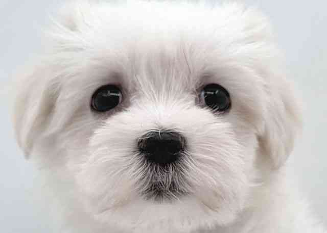 島根県のマルチーズ (ひごペットフレンドリーイオン松江ショッピングセンター店/2026年1月17日生まれ/女の子/ホワイト)の子犬の1枚目の画像