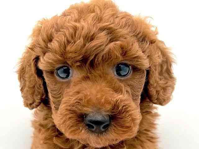 島根県のトイプードル(トイ) (ひごペットフレンドリーイオン松江ショッピングセンター店/2026年1月17日生まれ/男の子/レッドフォーン)の子犬