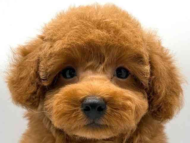 奈良県のトイプードル(トイ) (ひごペットフレンドリー田原本店/2026年1月17日生まれ/男の子/レッドフォーン)の子犬の1枚目の画像