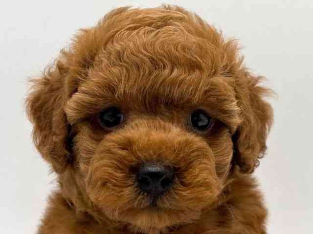 奈良県のトイプードル(トイ) (ひごペットフレンドリー田原本店/2026年1月17日生まれ/男の子/レッドフォーン)の子犬の1枚目の画像