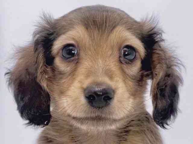 大阪府のミニチュアダックスフンド(ロング) (ひごペットフレンドリーイズミヤショッピングセンター千里丘店/2026年1月19日生まれ/男の子/レッド)の子犬の1枚目の画像