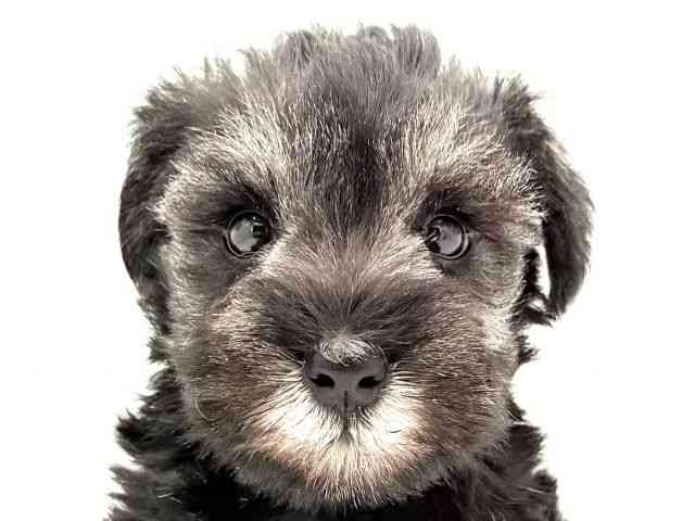 兵庫県のミニチュアシュナウザー (ひごペットフレンドリークラウンパーク伊丹店/2026年1月18日生まれ/女の子/ソルトペッパー)の子犬の1枚目の画像