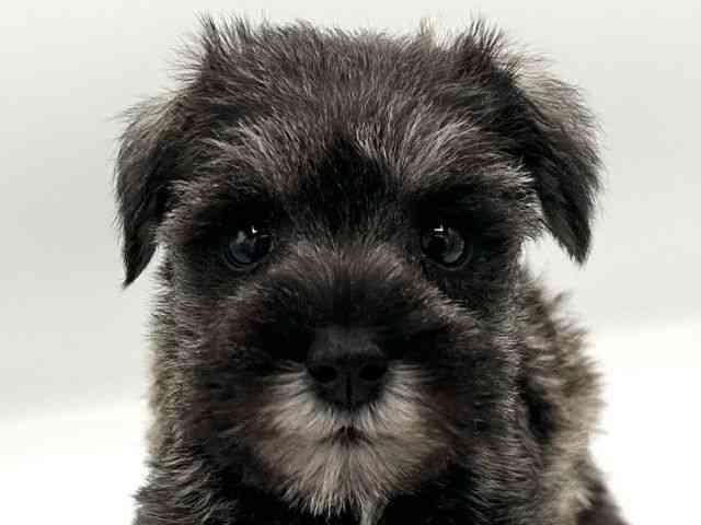 京都府のミニチュアシュナウザー (ひごペットフレンドリーイオンモール高の原店/2026年1月18日生まれ/女の子/ソルトペッパー)の子犬の1枚目の画像