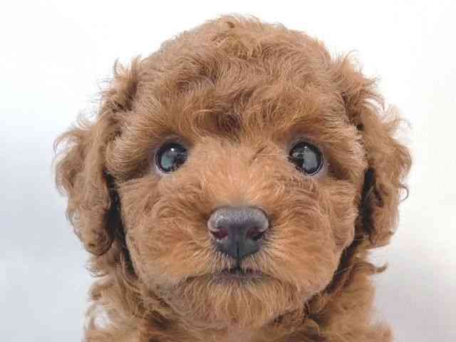 大阪府のトイプードル(トイ) (ひごペットフレンドリー堺プラットプラット店/2026年1月18日生まれ/女の子/レッドフォーン)の子犬の1枚目の画像