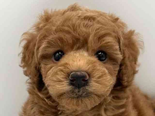 京都府のトイプードル(トイ) (ひごペットフレンドリーイオンモール高の原店/2026年1月18日生まれ/男の子/レッドフォーン)の子犬の1枚目の画像