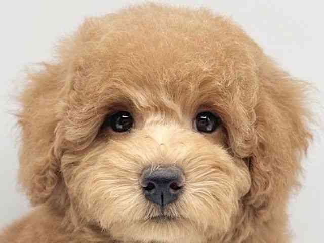 京都府のトイプードル(トイ) (ひごペットフレンドリーイオンモール高の原店/2026年1月18日生まれ/男の子/レッドフォーン)の子犬の1枚目の画像