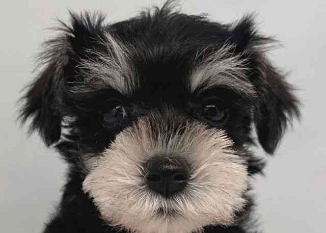 鳥取県のミニチュアシュナウザー (ひごペットフレンドリーイオンモール鳥取北店/2026年1月17日生まれ/女の子/ブラックシルバー)の子犬