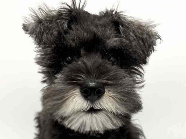 愛知県のミニチュアシュナウザー (ひごペットフレンドリープライムツリー赤池店/2026年1月18日生まれ/男の子/ソルトペッパー)の子犬の1枚目の画像