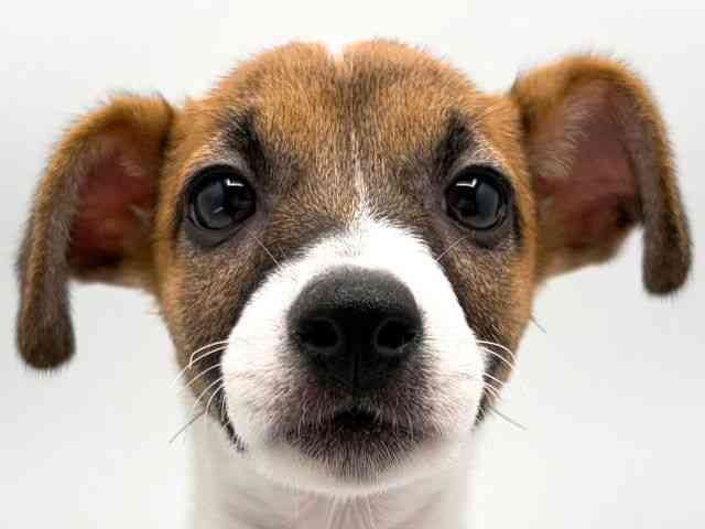 奈良県のジャックラッセルテリア (ひごペットフレンドリー田原本店/2026年1月18日生まれ/女の子/ホワイトタン)の子犬の1枚目の画像