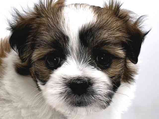 奈良県のハーフ犬・ミックス犬 (ひごペットフレンドリー奈良パワーシティ店/2025年12月17日生まれ/女の子/ホワイトブラウン)の子犬