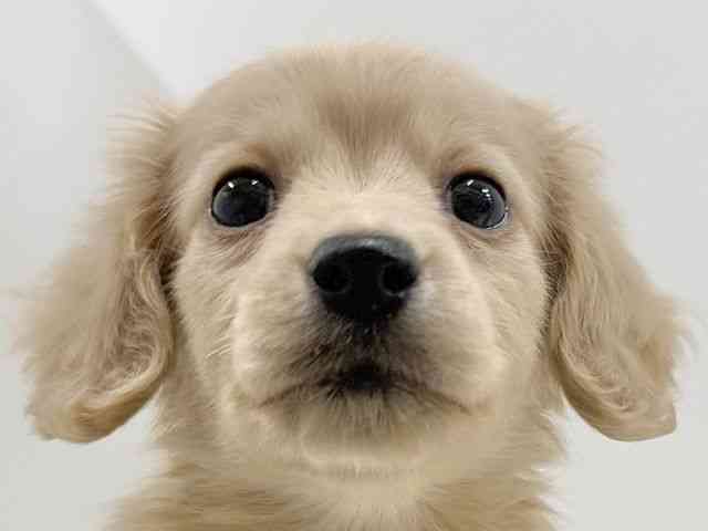 奈良県のカニンヘンダックスフンド(ロング) (ひごペットフレンドリーイオンモール橿原ウエスト・ビレッジ店/2026年1月15日生まれ/男の子/イエロー)の子犬の1枚目の画像