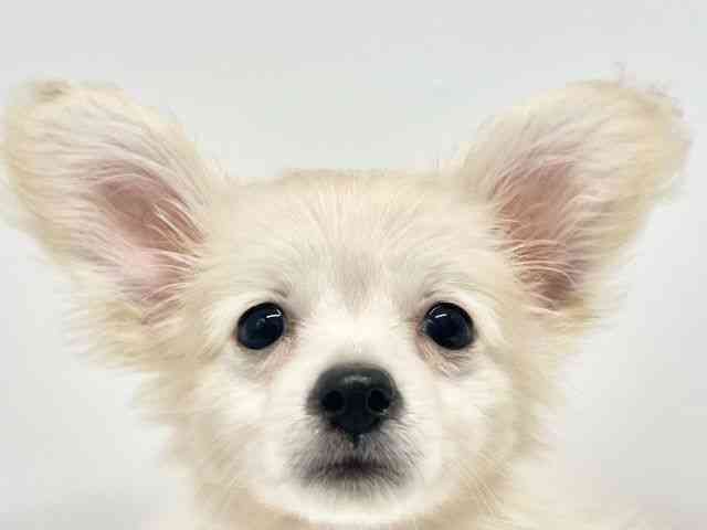 大阪府のポメックス(ポメラニアン×ダックス) (ひごペットフレンドリーイオンタウン豊中庄内店/2026年1月17日生まれ/男の子/クリーム)の子犬の1枚目の画像