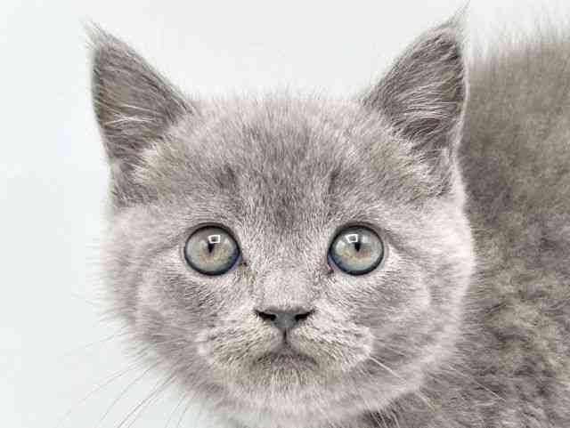 奈良県のブリティッシュショートヘアー (ひごペットフレンドリートナリエ大和高田店/2026年1月17日生まれ/男の子/ブルー)の子猫の1枚目の画像