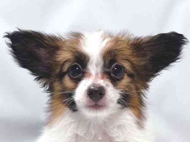 大阪府のパピヨン (ひごペットフレンドリー堺プラットプラット店/2026年1月18日生まれ/男の子/ホワイトブラウン)の子犬の1枚目の画像