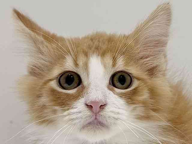 奈良県のノルウェージャンフォレストキャット (ひごペットフレンドリーイオンモール橿原ウエスト・ビレッジ店/2025年12月19日生まれ/男の子/レッドタビーホワイト)の子猫の1枚目の画像