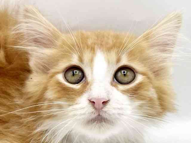 奈良県のノルウェージャンフォレストキャット (ひごペットフレンドリートナリエ大和高田店/2025年12月19日生まれ/男の子/レッドタビーホワイト)の子猫の1枚目の画像