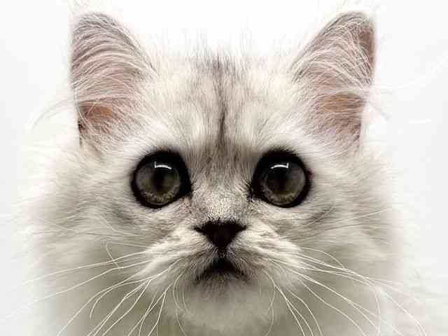 大阪府のペルシャ (ひごペットフレンドリーみのおキューズモール店/2026年1月10日生まれ/女の子/チンチラシルバー)の子猫の1枚目の画像