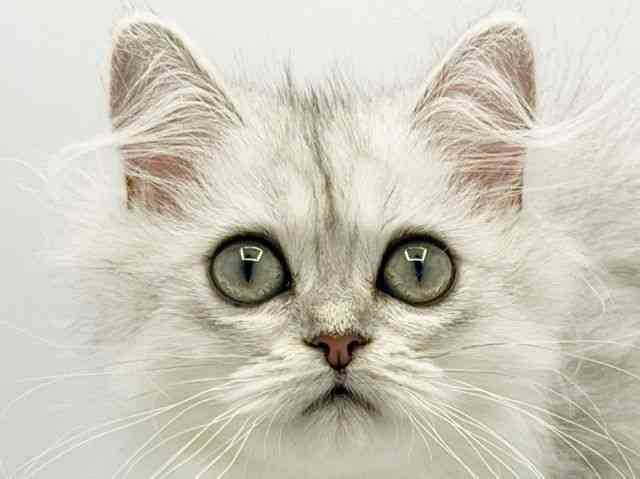 大阪府のペルシャ (ひごペットフレンドリーみのおキューズモール店/2026年1月10日生まれ/女の子/チンチラシルバー)の子猫の1枚目の画像