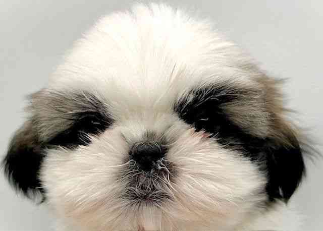 島根県のシーズー (ひごペットフレンドリーイオン松江ショッピングセンター店/2026年1月18日生まれ/男の子/ホワイトゴールド)の子犬