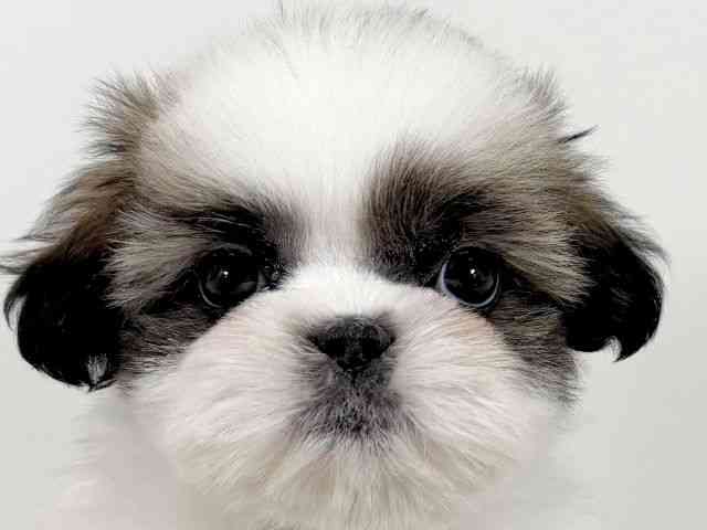 京都府のシーズー (ひごペットフレンドリーイズミヤショッピングセンター八幡店/2026年1月18日生まれ/男の子/ホワイトゴールド)の子犬の1枚目の画像