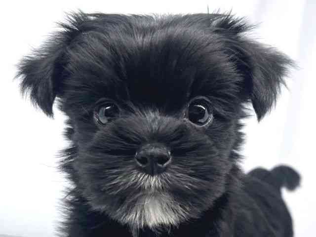 兵庫県のマルキー/マルヨーキー(マルチーズ×ヨークシャーテリア) (ひごペットフレンドリーイオンタウン加古川店/2026年1月18日生まれ/女の子/ブラックホワイト)の子犬の1枚目の画像