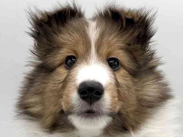 大阪府のシェットランドシープドッグ (ひごペットフレンドリーららぽーとEXPOCITY店/2026年1月19日生まれ/女の子/セーブルホワイト)の子犬の1枚目の画像