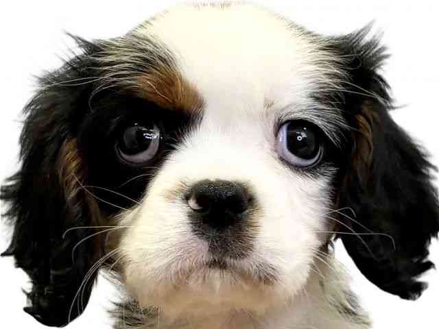 愛媛県のキャバリアキングチャールズスパニエル (ひごペットフレンドリーエミフルMASAKI店/2026年1月18日生まれ/女の子/トライカラー)の子犬