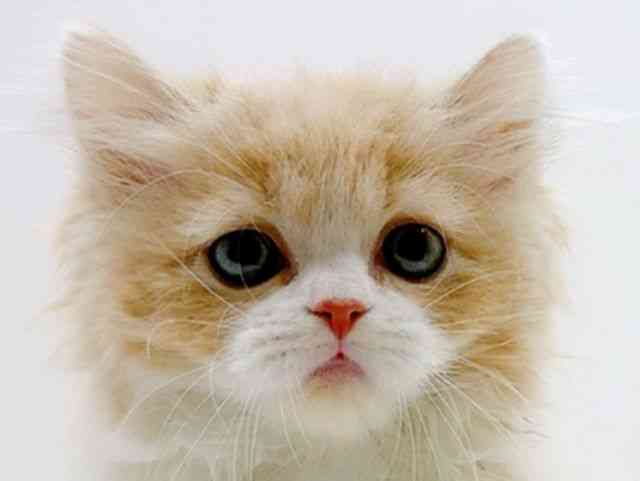 広島県のスコティッシュフォールド (ひごペットフレンドリーフジグラン神辺店/2026年1月12日生まれ/女の子/クリームタビーホワイト)の子猫