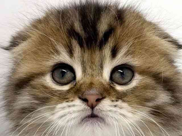 大阪府のスコティッシュフォールド (ひごペットフレンドリーくずはモール店/2026年1月12日生まれ/女の子/ブラウンタビーホワイト)の子猫の1枚目の画像