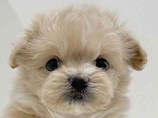 奈良県のポメプー(ポメラニアン×プードル) (ひごペットフレンドリーイオンモール橿原ウエスト・ビレッジ店/2026年1月18日生まれ/男の子/クリーム)の子犬の1枚目の画像