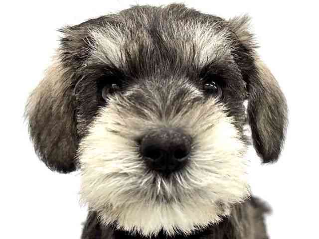 大阪府のミニチュアシュナウザー (ひごペットフレンドリーイオンタウン茨木太田店/2026年1月18日生まれ/女の子/ソルトペッパー)の子犬の1枚目の画像