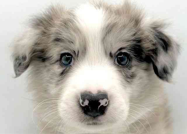 島根県のボーダーコリー (ひごペットフレンドリーイオン松江ショッピングセンター店/2026年1月20日生まれ/男の子/ブルーマール)の子犬