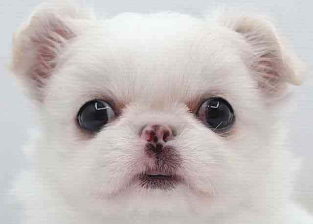 島根県のチワペキ/ペキチー/ペキチワ(チワワ×ペキニーズ) (ひごペットフレンドリーイオン松江ショッピングセンター店/2026年1月12日生まれ/女の子/ホワイト)の子犬の1枚目の画像