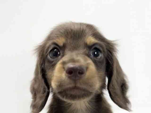 愛媛県のミニチュアダックスフンド(ロング) (ひごペットフレンドリーイオンモール今治新都市店/2026年1月18日生まれ/男の子/チョコレートタン)の子犬