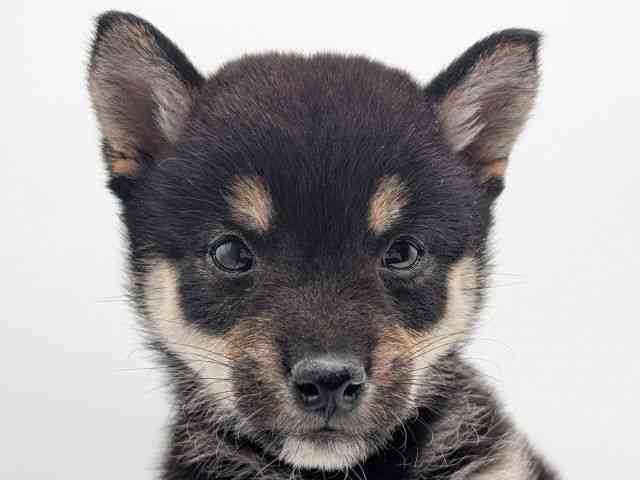 香川県の柴犬(標準サイズ) (ひごペットフレンドリーゆめタウン高松店/2026年1月18日生まれ/女の子/黒)の子犬の1枚目の画像