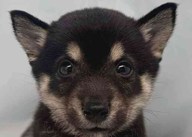 鳥取県の柴犬(標準サイズ) (ひごペットフレンドリーイオンモール鳥取北店/2026年1月18日生まれ/男の子/黒)の子犬