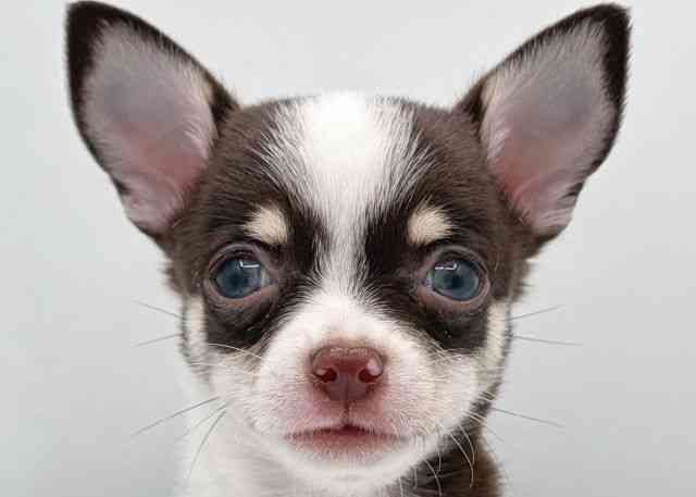 島根県のチワワ(スムース) (ひごペットフレンドリーイオン松江ショッピングセンター店/2026年1月13日生まれ/男の子/チョコレートタンホワイト)の子犬の1枚目の画像