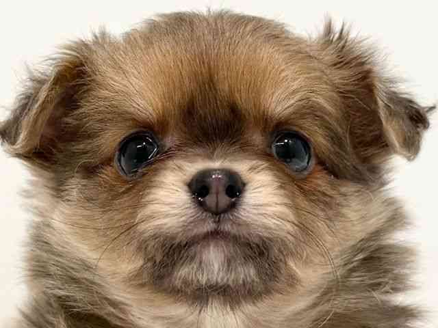 大阪府のポメチワ/チワポメ/ポメチー(ポメラニアン×チワワ) (ひごペットフレンドリーイオン高槻店/2026年1月19日生まれ/男の子/ブルーフォーン)の子犬の1枚目の画像