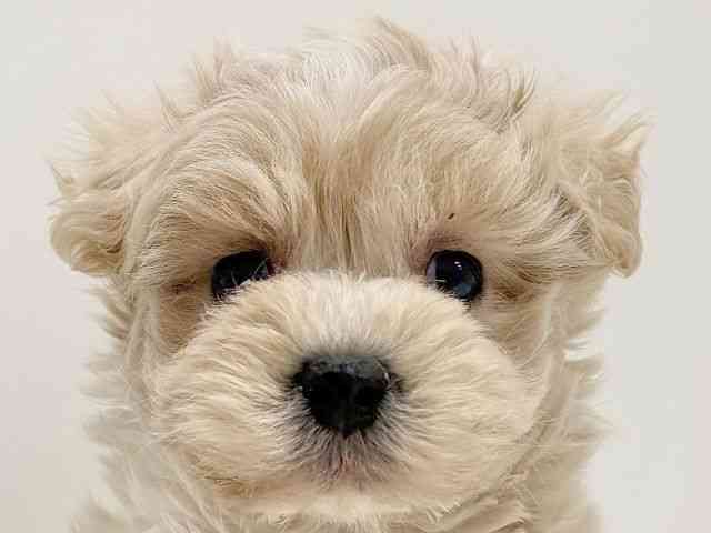 奈良県のキャバプー(キャバリア×プードル) (ひごペットフレンドリーイオンモール橿原ウエスト・ビレッジ店/2026年1月18日生まれ/男の子/クリームホワイト)の子犬の1枚目の画像