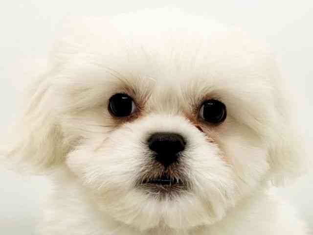 兵庫県のハーフ犬・ミックス犬 (ひごペットフレンドリーコロワ甲子園店/2026年1月10日生まれ/男の子/ホワイト)の子犬の1枚目の画像