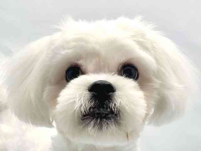 大阪府のハーフ犬・ミックス犬 (ひごペットフレンドリーイトーヨーカドー津久野店/2026年1月10日生まれ/男の子/ホワイト)の子犬の1枚目の画像